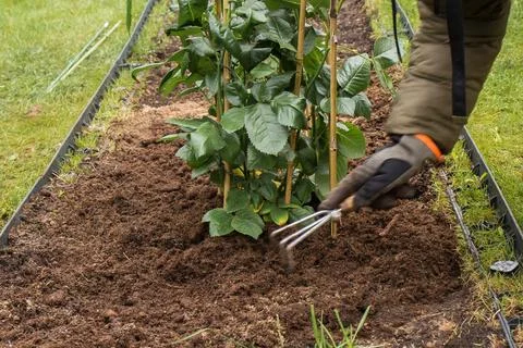 Preparing a rose bed in spring Stock Photos