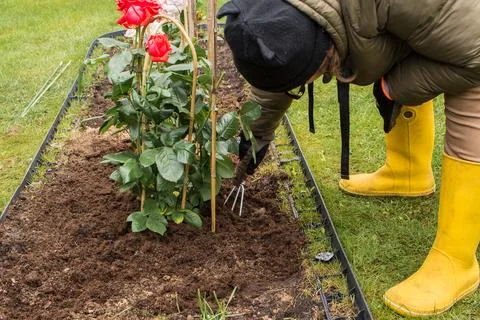 Preparing a rose bed in spring Stock Photos