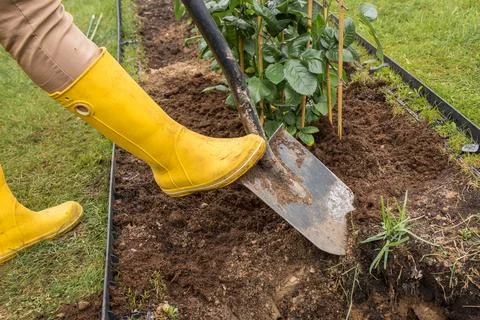 Preparing a rose bed in spring Stock Photos