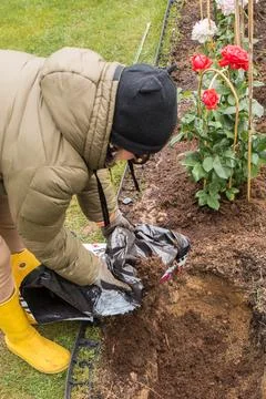 Preparing a rose bed in spring Stock Photos