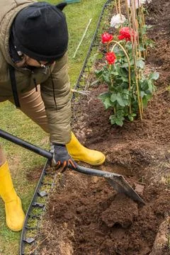 Preparing a rose bed in spring Stock Photos