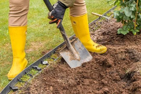 Preparing a rose bed in spring Stock Photos