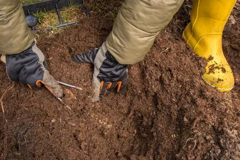 Preparing a rose bed in spring Stock Photos