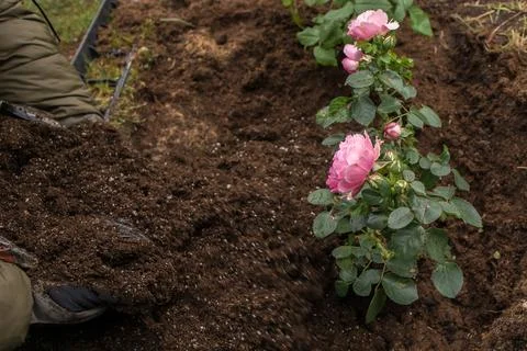Preparing a rose bed in spring Stock Photos