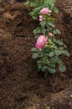 Preparing a rose bed in spring Stock Photos