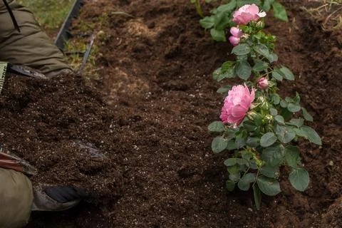 Preparing a rose bed in spring Stock Photos