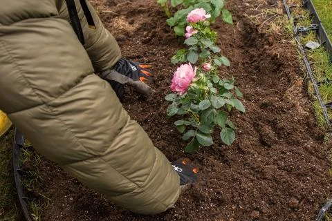 Preparing a rose bed in spring Stock Photos