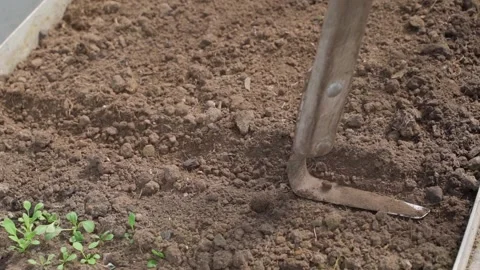 Preparing rows in garden bed for seed planting. Seasonal work in vegetable Stockbeeldmateriaal 343239345