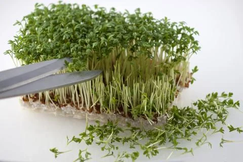 Preparing the salad Stock Photos