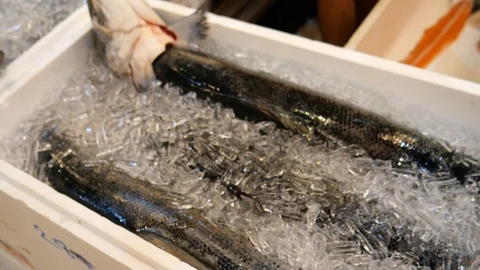 Preparing salmon meat 動画素材 119909174