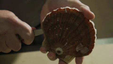 Preparing seafood opening scallops Video stock 163317063