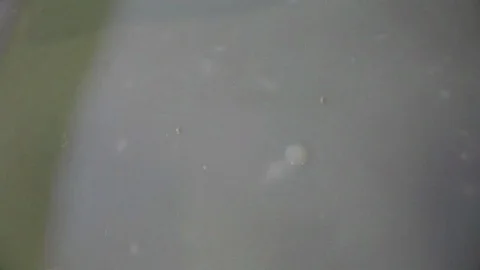 Preparing  shrimp for cooking Stock-Footage 90705403