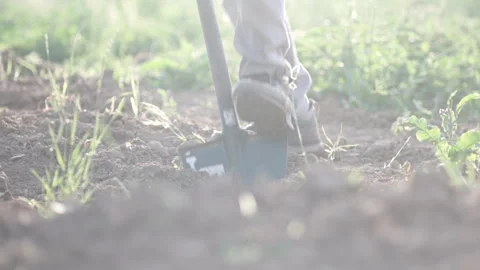 Preparing soil for Cannabis planting Video stock 315969104