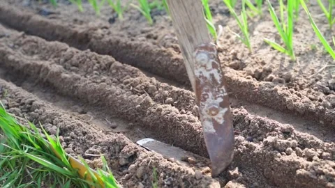 Preparing soil in garden bed for sowing seeds in two rows. Close-up in slow Stock Footage 341406908