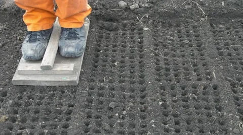 Preparing the soil for planting seeds. Using marker tool for making cell holes. Stock Footage 64959137