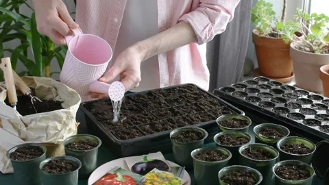Preparing for spring work in the garden, planting tomato seeds for seedling.. Stock Footage 323209292