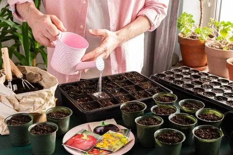 Preparing for spring work in the garden, planting tomato seeds for seedlings  Stock Photos