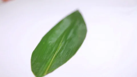 Preparing Sushi And Rolls Stock Footage 70563419