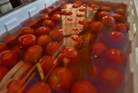 Preparing tomatoes. Foto stock