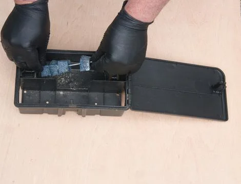Preparing trap for rats, mice, for pest control in a special black box to p.. Stock Photos