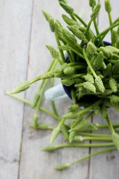 Preparing wild asparagus Stock Photos