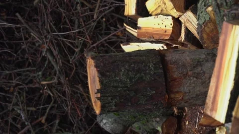 Preparing for winter chopping stumps for firewood to heat the house Stock Footage 327390124