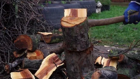 Preparing for winter chopping stumps for firewood to heat the house Stock Footage 327390533