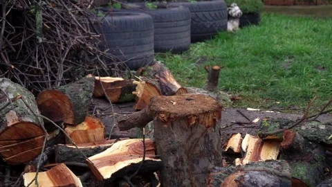 Preparing for winter chopping stumps for firewood to heat the house Video stock 327390593