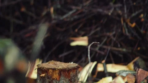 Preparing for winter chopping stumps for firewood to heat the house Stock Footage 327390953