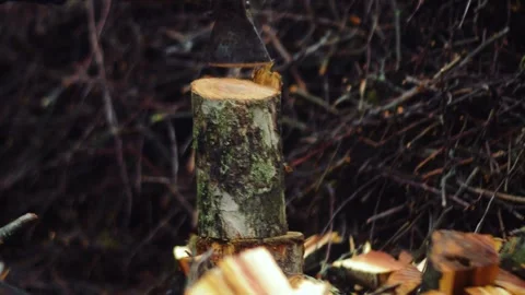 Preparing for winter chopping stumps for firewood to heat the house Stock Footage 327391015