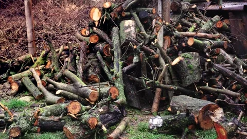 Preparing for winter stacking stumps for firewood for heating the house Stock Footage 327387686