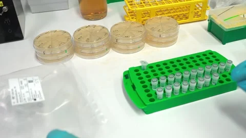 Preparing the work table for sowing bacteria on solid nutrient media Stock Footage 263213409