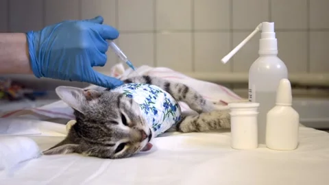 Preparing your pet for a sterilization operation in a veterinary office. Stock Footage 147374716