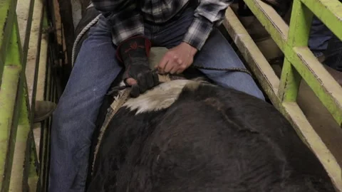 Prepping the bull for a ride Stock Footage 156114587
