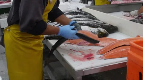 Prepping Salmon Stock Footage 63233469