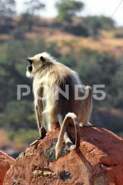 Presbytis monkey on fort wall - india Stock Photos