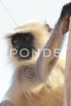 Presbytis monkey Stock Photos