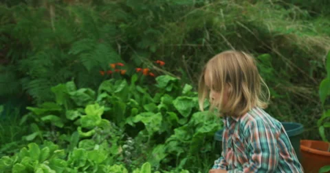 Preschooler pulling out carrots in vegetable garden Stock Footage 138022302