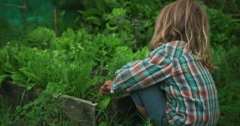 Preschooler pulling out carrots in vegetable garden Stock Footage 138023924