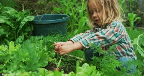 Preschooler pulling out carrots in vegetable garden Stock Footage 138024541