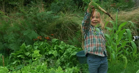 Preschooler pulling out carrots in vegetable garden Stock Footage 138025437
