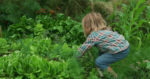 Preschooler pulling out carrots in vegetable garden Stock Footage 138025933