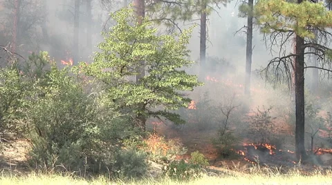Prescribed Burn Casualties Stock Footage 59765735