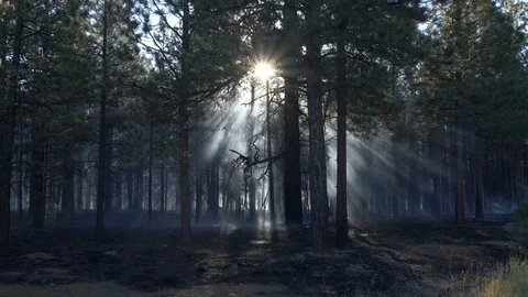 A prescribed burn in a forest with sun rays streaming through smoke and trees Видео 96424541