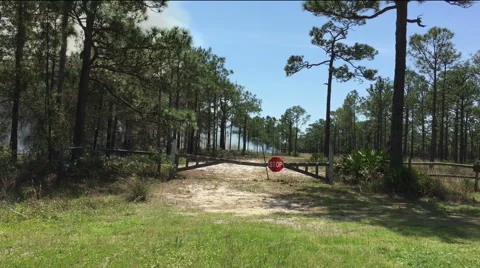 Prescribed, controlled burning of forest Stock Footage 48620411
