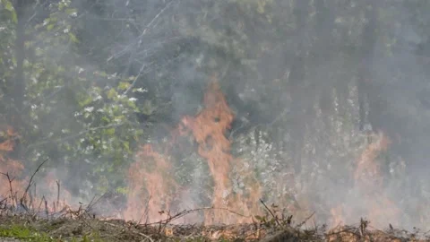 Prescribed Fire Operation with Flames and Smoke on Yurok Land Stock Footage 314890830