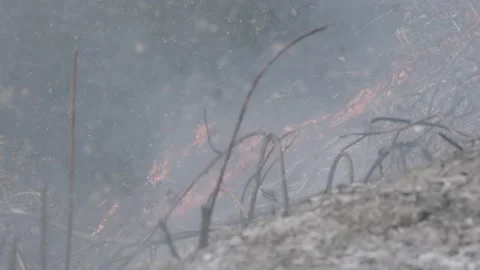 Prescribed Fire Operation with Flames and Smoke on Yurok Land Stock Footage 314891167