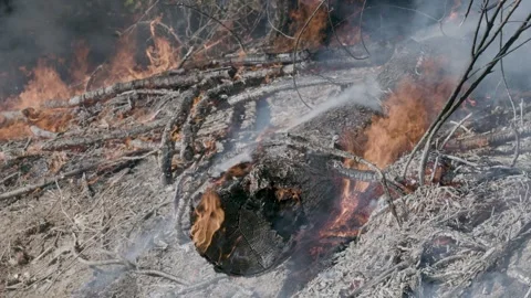 Prescribed Fire Operation with Flames and Smoke on Yurok Land Stock Footage 314891622