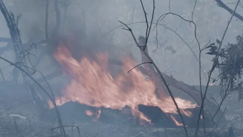 Prescribed Fire Operation with Flames and Smoke on Yurok Land Stock Footage 316650153