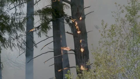 Prescribed Fire Operation with Flames and Smoke on Yurok Land Stock Footage 316650190